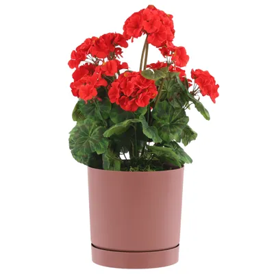 A potted red geranium plant against a white background.