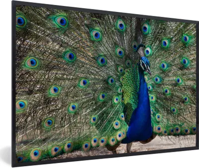 Produktbild von MuchoWow® Gerahmtes Poster Pfauenfedern - Blau - Vogel 90x60 cm - Poster mit Schwarzem Bilderrahmen Wandposter Rahmen Foto Bilder - Fotorahmen - Foto-Plakat