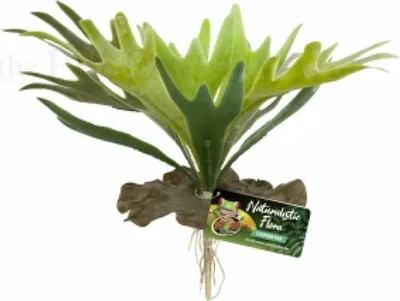 Zdjęcie produktu dla Paproć Staghorn