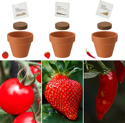 Produktbild von Anzuchttöpfe Ton 3er Set 5,5x5,5x3,5cm Samen Kokosquellpad Tomate Erdbeere Chilli Pflanzsamen