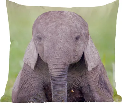 Produktbild von MuchoWow® Zierkissen Sofakissen Wohnzimmer Dekokissen 60x60 cm Elefant - Baby - Tiere - Gras - Natur - Sitzfläche - Foto Polster