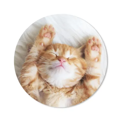 Produktbild von MuchoWow® Mauspad Mousepad Katze - Rot - Haustiere - Kätzchen 40x40 cm - Mousepads - Maus Mat - Pad - Mausunterlage - Schreibtisch Accessoires