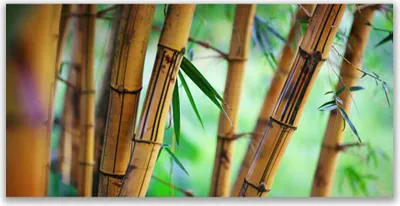 Produktbild von Tulup Leinwand-Bilder 120x60 Wandbild Canvas Kunstdruck Bambusrohr Natur