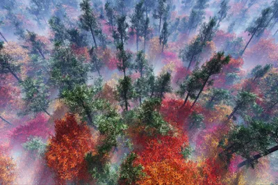 Produktbild von Muralo Fototapete Wald im Nebel 368 (B) x 280 (H) cm Vlies Tapete Wandtapeten Blumen Bäume Wohnzimmer Schlafzimmer moderne Wandbilder XXL Landschaft Panorama Wand Dekoration