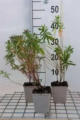 Zdjęcie produktu dla 6 x Euphorbia polychroma - wilczomlecz - doniczka 9 x 9 cm