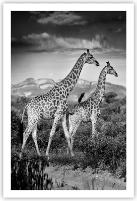 Produktbild von Poster - Poster ohne Rahmen - Giraffen Schwarzweiß Fotografie - 61x91,5 cm - Wand Bild - Wanddeko - Wandbilder - Kunstposter - Wandposter - Bilder - Kunstdruck - Wanddekoration - P2XPA61x91-4441