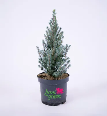 Produktbild von Weiß-Fichte ´SANDER´S BLUE´ 30-40 cm, Cont. 2,5 l