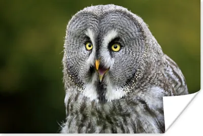 Produktbild von MuchoWow® Poster Vogel - Eule - Grau 180x120 cm - Fotoplakat
