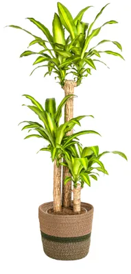 Produktbild von Dracaena Fragrans Massangeana - Drachenbaum - mit Korb Ø24cm - Höhe 130 - 150cm