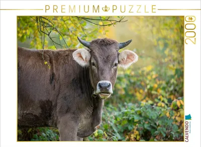 Produktbild von CALVENDO Puzzle Braunvieh auf der Herbstweide | 2000 Teile Lege-Größe 90x67cm Foto-Puzzle für glückliche Stunden