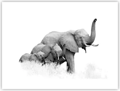 Produktbild von Poster - Poster ohne Rahmen - Elefanten Familie Schwarz und Weiß - 40x30 cm - Wand Bild - Wanddeko - Wandbilder - Kunstposter - Wandposter - Bilder - Kunstdruck - Wanddekoration - P2XAA40x30-4374