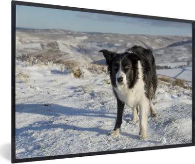 Produktbild von MuchoWow® Gerahmtes Poster Ein Border Collie in den Schneehügeln 30x20 cm - Poster mit Schwarzem Bilderrahmen Wandposter Rahmen Foto Bilder - Kunstdruck - Bild-Poster