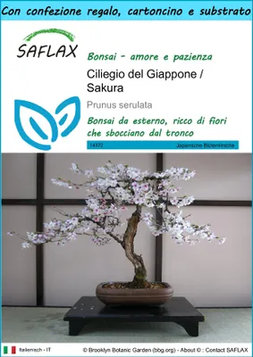 Immagine prodotto di SAFLAX Set regalo - Ciliegio del Giappone / Sakura - 30 semi - Prunus