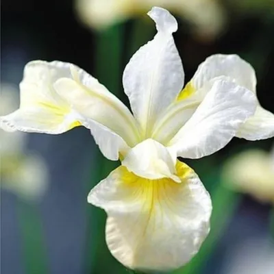Image de Irys Sibirica "Snow Queen", 1 pièce. Iris, plants, bulbes d'iris