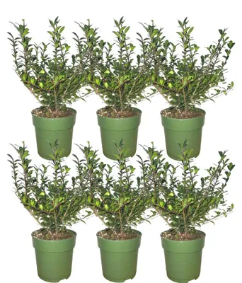 Produktbild von Plants by Frank | Stechpalmen Hecke | Ilex Crenata 'Jenny' | Heckenpflanzen | Winterhart | Immergrüne Hecke | Gartenpflanzen