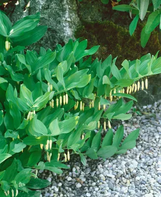 Produktbild von Polygonatum verticillatum, Quirlblättrige Weißwurz, ca. 9x9 cm Topf