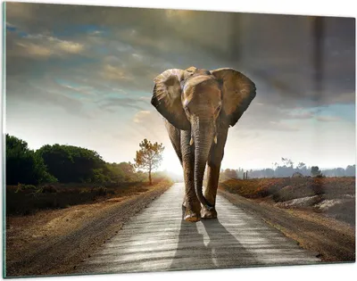 Produktbild von Bilder auf glas - Elefant Straße Landschaft - 120x80cm - Glasbilder - Wandbilder - Kunstdruck - zum Aufhängen bereit - Wanddekoration aus Glas - Glas Bilder - Wandbild auf Glas - GAA120x80-0214
