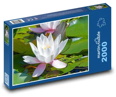 Zdjęcie produktu dla martinpuzzle - Puzzle 2000 - Leknín