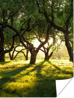 Produktbild von MuchoWow® Poster Bäume - Natur - Sonne 120x160 cm - Wandbilder