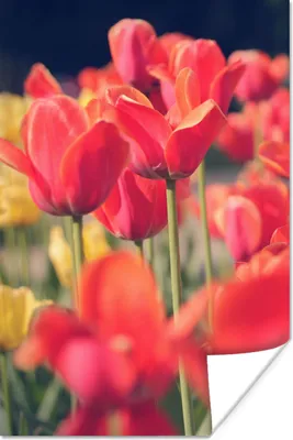 Produktbild von MuchoWow® Poster Tulpen - Blumen - Natur 120x180 cm - Kunstposter