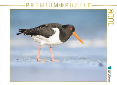 Produktbild von CALVENDO Puzzle Austernfischer (Oystercatcher) | 1000 Teile Lege-Größe 64x48cm Foto-Puzzle für glückliche Stunden