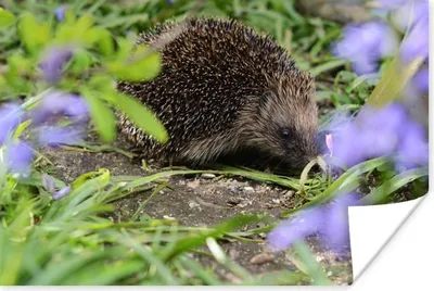 Produktbild von MuchoWow® Poster Igel hinter Blumen 180x120 cm - Fotoplakat