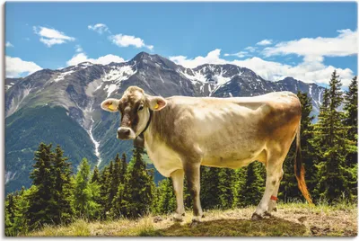 Produktbild von ARTland Leinwandbild Bergkuh in den Alpen im Sommer Größe: 90x60 cm