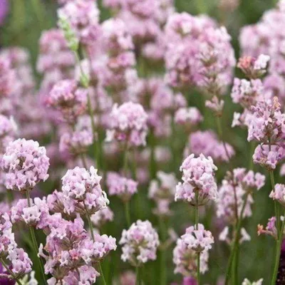 Produktbild von 50 Pflanzen Rosa Lavendel 'Rosea', Lavandula angustifolia, 9 cm Topf
