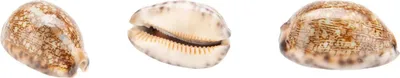 Produktbild von Cypraea arabica, Größe ca. 3,5cm | Mauritia arabica