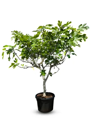 Produktbild von Feigenbaum - 25 jahre alt - Ficus Carcia - Obstbäume - Brown Turkey - Feigenbaum winterhart - Garten - 220 cm inklusive Topf