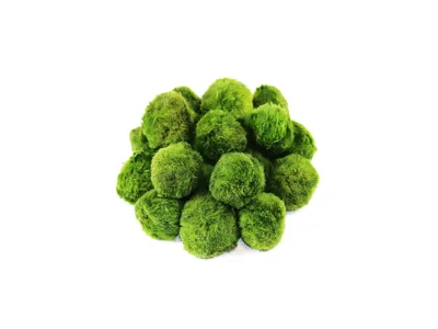 Obrázek produktu pro Gardners Set řasokoulí 20 ks