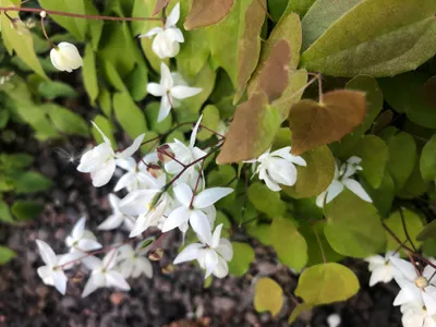 Produktbild von 6 x Epimedium Youngianum 'Niveum' – Elfenblume - Topf 9x9 cm