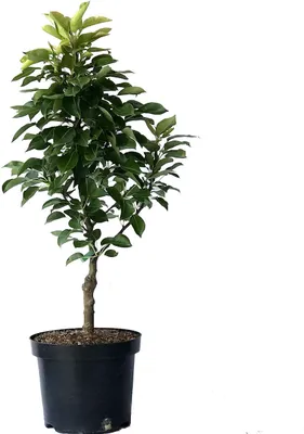 Produktbild von Cox Orange Winterapfel Zwergbaum 110-140 cm M26