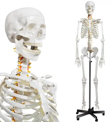 Skelettmodell 70 Zoll, Medizinische Anatomie, PVC, mit Rollständer
