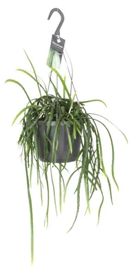 Image de Lepisium Bolivianum - 30-40cm - Ø17cm - Plante d'intérieur - Vert persistant