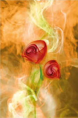 Produktbild von Wallario Poster - Abstrakte Rosen, Kunstdruck Größe: 61 x 91,50 cm