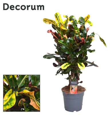 Zdjęcie produktu dla Croton Mammi - 50-60cm - Ø17cm - Roślina doniczkowa - Zimozielony