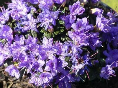 Produktbild von Wild Rhododendron / Alpenrose - Rhododendron litangense 20-30cm