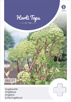 Produktbild von Echte Engelwurz | Kräutersamen von Hortitops