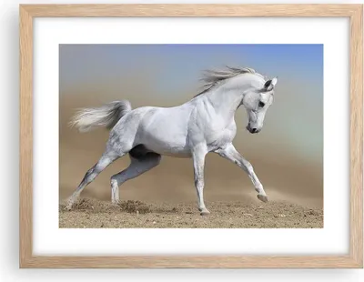 Produktbild von Gerahmtes Poster - Rahmen in heller Eiche - Pferd weiß Tier - 40x30 cm - Wand Bild - Wanddeko - Wandbilder - Kunstposter - Wandposter - Bilderrahmen - Bilder - Kunstdruck - Wandbild - P2NAA40x30-0167