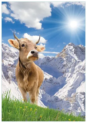 Produktbild von Wallario Premium Glasbild, freischwebende Optik, kräftige Farben, Größe 100 x 70 cm Motiv Kuh im Sonnenschein in den Alpen