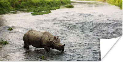 Produktbild von MuchoWow® Poster Nashorn im Wasser 40x20 cm - Poster für die Wand - Poster Schlafzimmer
