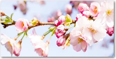 Produktbild von Tulup Glas-Bild -140x70- Wandkunst Dekorative Wand für Küche & Wohnzimmer - Blumen & Pflanzen - Kirschblüten - Rosa