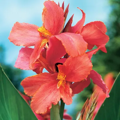 Immagine prodotto di Canna Kanna Paciorecznik City Of Portland 1 pz. piantine di canna