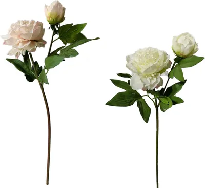 Produktbild von Pfingstrosen 2er Set Flora Weiß/Rosa