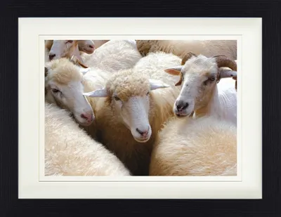 Produktbild von Schafe Gerahmtes Bild Mit Edlem Passepartout | Wand-Bilder | Im Bilderrahmen - Eine Herde Weisser Schafe (30 x 40 cm)