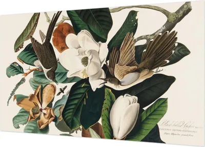 Produktbild von Selbstklebende Fototapete - Wandbilder für Wohnzimmer - 416x254 - Dekorative Wandfolie - Modernes Design für Wanddekoration - Tapeten für Innenräume - Vögel Magnolien