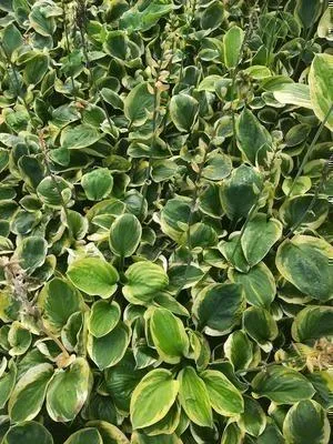 Produktbild von 6 x Hosta hybr. 'Carnival' - Hosta - Topf 9 x 9 cm