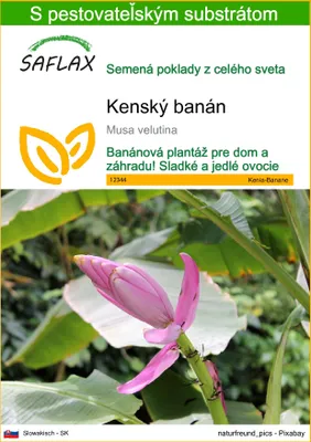 Obrázok produktu pre SAFLAX - kenský banán - Musa velutina - 8 Semená - S pestovateľským substrátom bez klíčkov