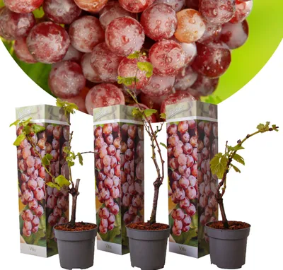 Three potted grapevines are displayed in front of a background image of red grapes. The grapevines are in small grey pots and have some green leaves and bare branches.